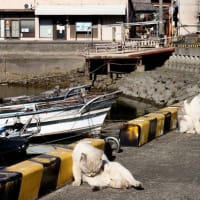 瀬戸内G島の猫たち　2025年2月　その19