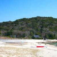 臼美歩道のアオモジ