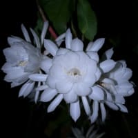 雨の中、月下美人が咲きました