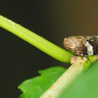 シロオビアワフキ幼虫