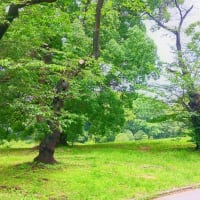 汗だく散歩と森。