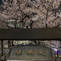 天満橋の夜桜