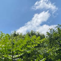毎年10年に一度がオンパレードの暑さです