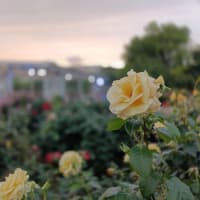 夜のバラ園でクラシック鑑賞