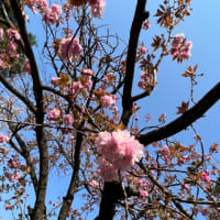 ❤️② 皇居乾通りで桜モンモン❤️