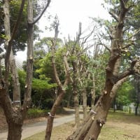 フェイジョアの花