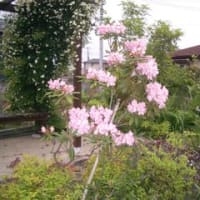 次々に開花