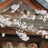 春の京都を桜散歩：哲学の道から南禅寺！
