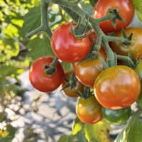 トマトの収穫開始です。下枝の剪定をしました。