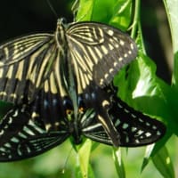 シラサギの食べ物は？