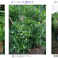梅雨明けの畑は・・　　－ 2025.7上 －
