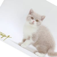 2022 Toyo Fukuda U.F.P Kitten Photo 