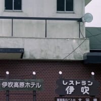 ヒヨドリバナ＜ＮＨＫラジオ深夜便・今日の誕生日の花と花言葉＞