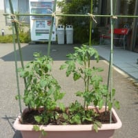 トマトを植えました🍅