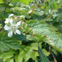 2025年6月8日(日)　苫小牧「近所の自然散歩」植物調査