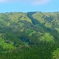 山々が緑色に染まってきました