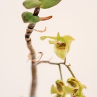 キバナノセッコク　花変わり品種の紹介
