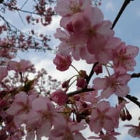 しらこ桜祭り