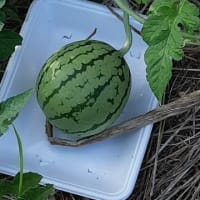小さな西瓜が実る