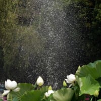 ハスの花②