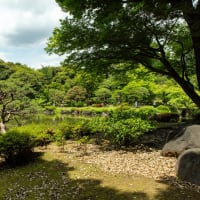 皐月の小満　旧古河庭園の日本庭園から