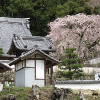 松平郷の桜
