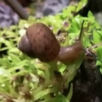 カタツムリ