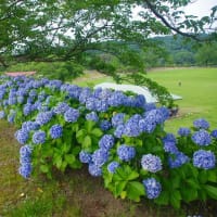 都市農業センターでブルーベリー収穫