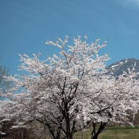 福島桜巡り　磐梯山牧場の桜並木　その１