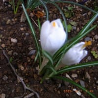 我が家の花達　　2025年4月　　318号