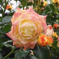 2025年の薔薇、その７