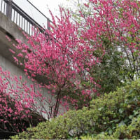 大和：引地台公園～「遊びの森」の桜