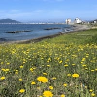津軽海峡の青い海に映える “ブタナ” の花．．．