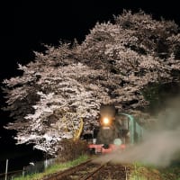 2025年 やながわ夜桜撮影会