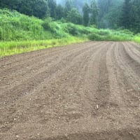 小豆発芽、始まる