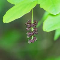 福沢羽山山開き（2025.5.3）#2 トン汁会場～林道大栗線～下戸内登山口～阿武隈東部広域農道～羽山の森美術館