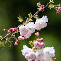 ニコン633で撮った八重桜
