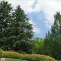 鹿の川沼・散歩