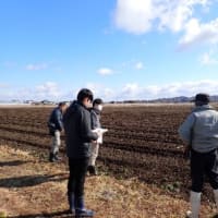 たまねぎ直播栽培に取り組む面積が拡大しています！
