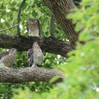 心に残る情景*「鳥景」見沼の小さな森・カラスを警戒して飛び出すツミの雌鳥