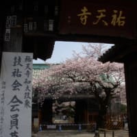 目黒でお花見2016（3）祐天寺、油面公園周辺の桜