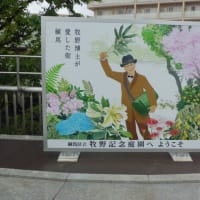 「牧野記念庭園（東京都練馬区立）にいってきました」23