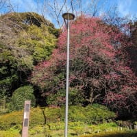紅梅　東京国立博物館庭園2024.2