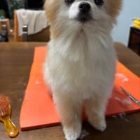 ショートカットらよ