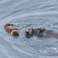 浮かんでいます