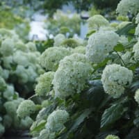 紫陽花