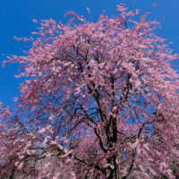 千本のしだれ桜が咲く高見の郷へ（第3章）