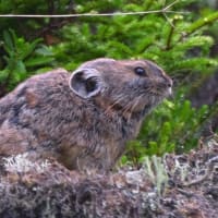 北海道で出会った鳥たち❽‼️    2025.6.20   撮影