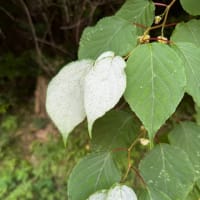空振り　3回目