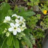 スナビキソウの開花：アサギマダラを待つ
